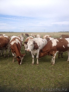 ПРОДАМ КРС Коров дойных, выбракованных, быки на откорм, забой - Изображение #1, Объявление #1442106