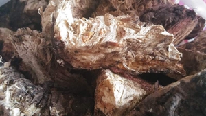 продам корень Ферулы (Омик)