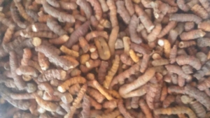 продам гриб Кордицепс в чистом виде.  на развес.оптом и в розницу