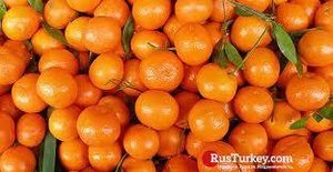 МАНДАРИНЫ                                                       
