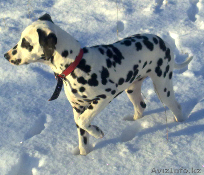 щенки далматина - Изображение #2, Объявление #134588