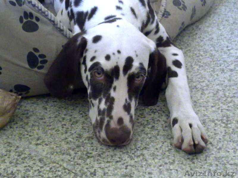 щенки далматина - Изображение #3, Объявление #134588