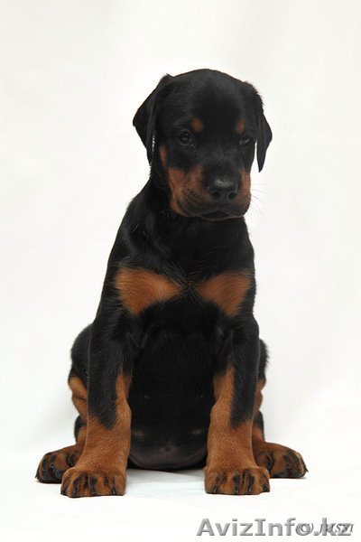 Щенки добермана с отличной родословной - Изображение #7, Объявление #200029