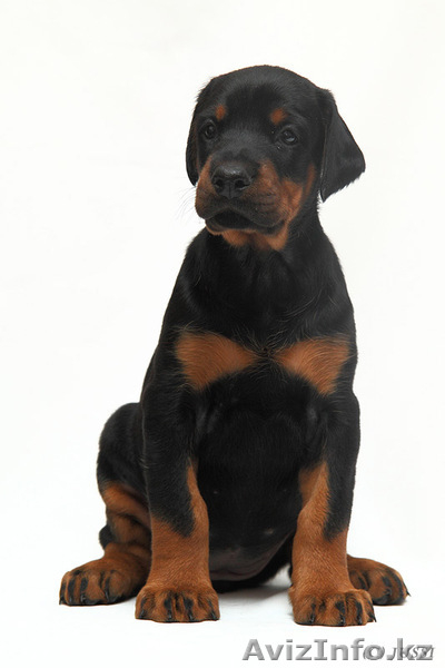 Щенки добермана с отличной родословной - Изображение #8, Объявление #200029