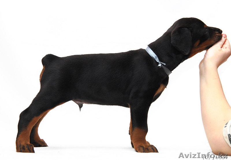 Щенки добермана с отличной родословной - Изображение #1, Объявление #200029