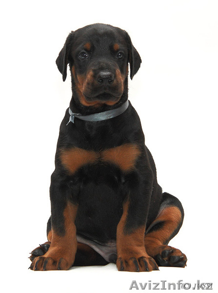 Щенки добермана с отличной родословной - Изображение #2, Объявление #200029