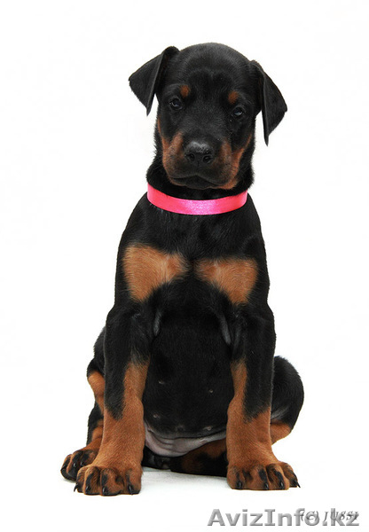 Щенки добермана с отличной родословной - Изображение #4, Объявление #200029
