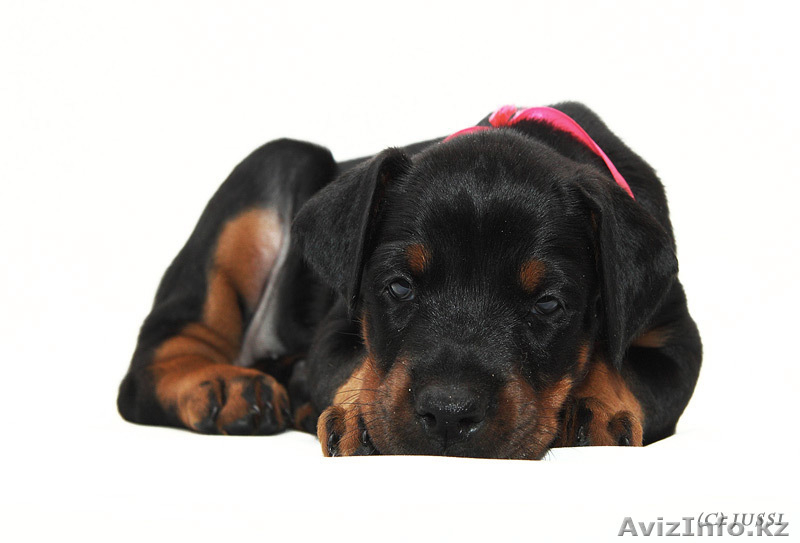 Щенки добермана с отличной родословной - Изображение #5, Объявление #200029