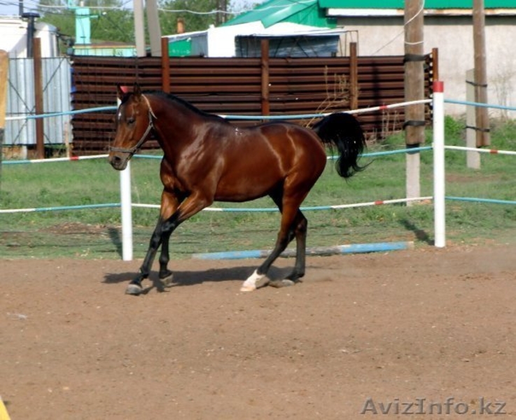 продажа англо-тракена - Изображение #4, Объявление #351582