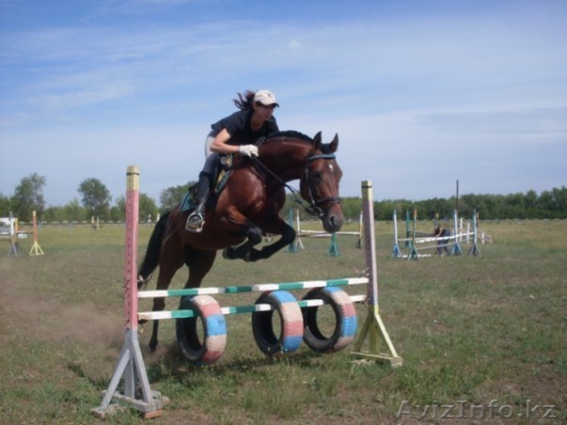 продажа англо-тракена - Изображение #3, Объявление #351582