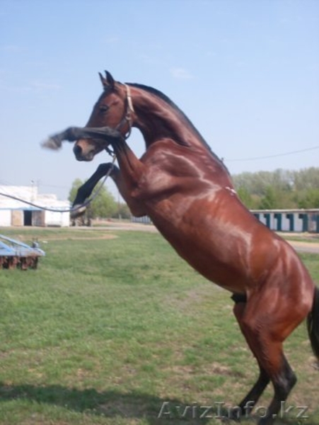 продажа англо-тракена - Изображение #5, Объявление #351582