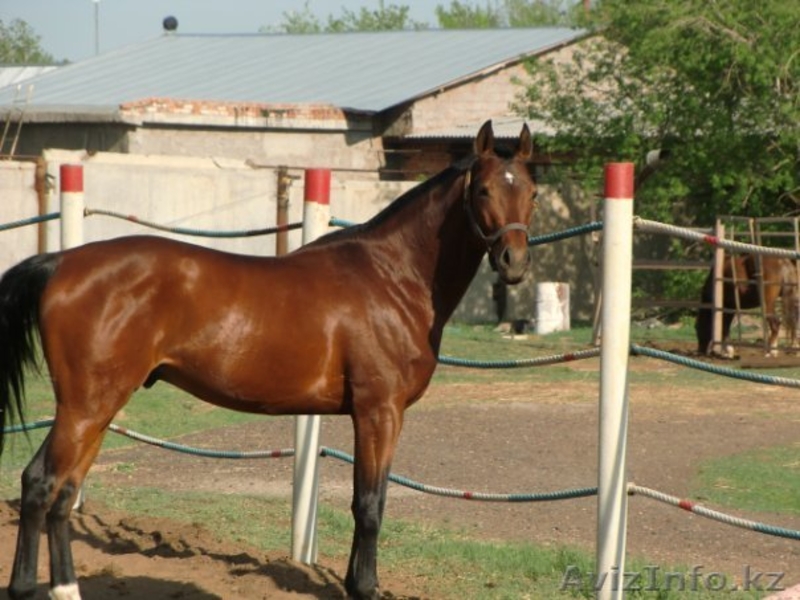 продажа англо-тракена - Изображение #6, Объявление #351582