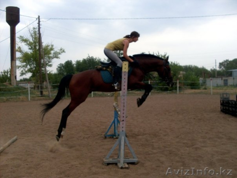 продажа англо-тракена - Изображение #7, Объявление #351582