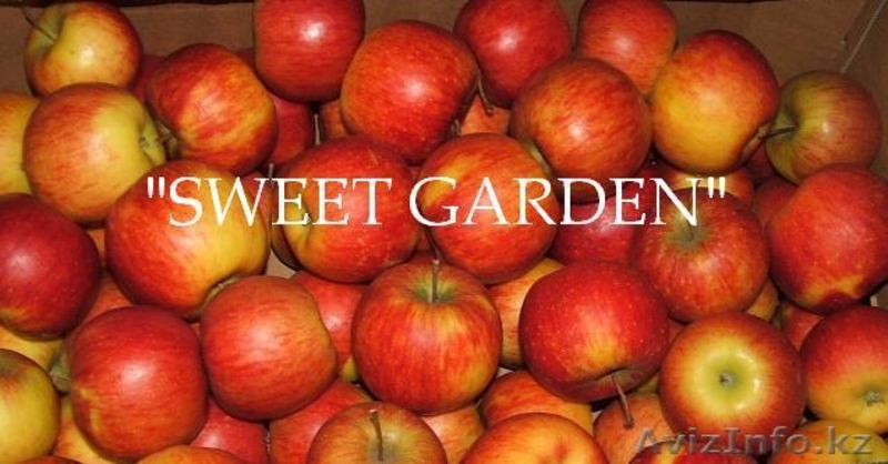 Наиболее хорошие яблоки из Польши -  большой опт !!! - Изображение #2, Объявление #377423