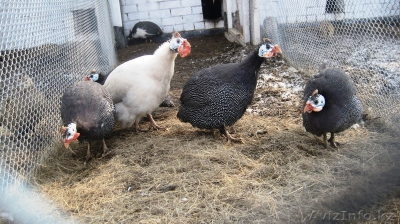 Продаем Фазанов и цесарок - Изображение #2, Объявление #400771