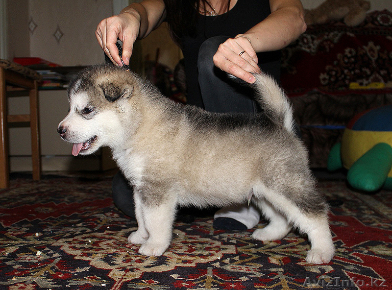 Чудесные щенки маламута - Изображение #3, Объявление #780873