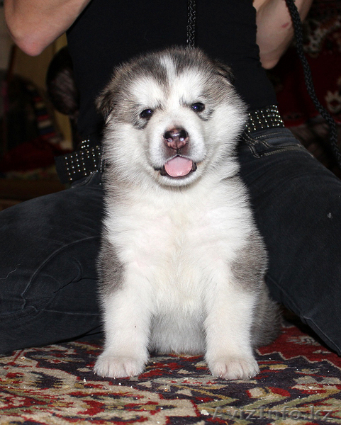 Чудесные щенки маламута - Изображение #4, Объявление #780873