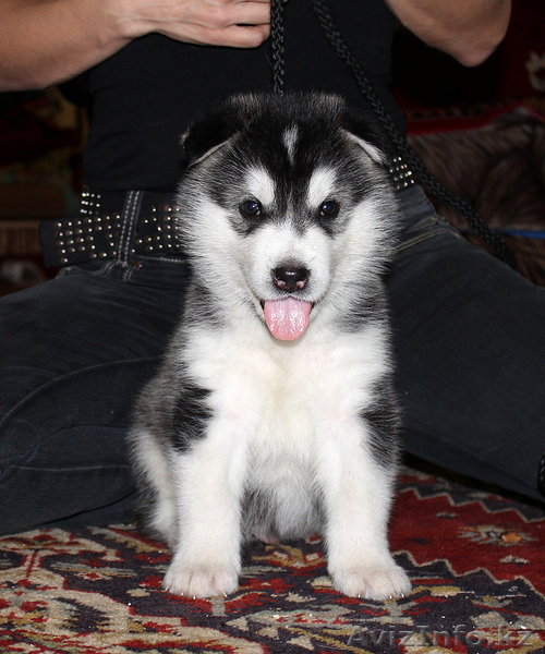 Чудесные щенки маламута - Изображение #5, Объявление #780873