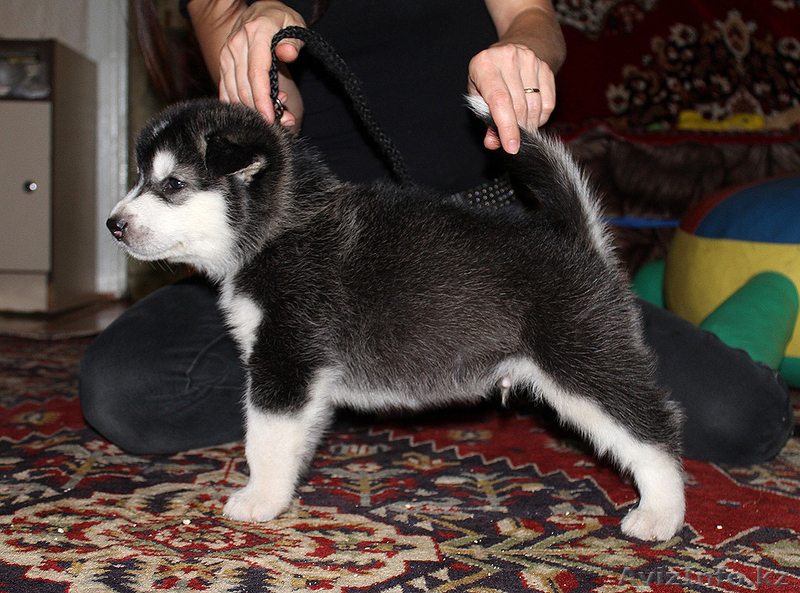 Чудесные щенки маламута - Изображение #6, Объявление #780873