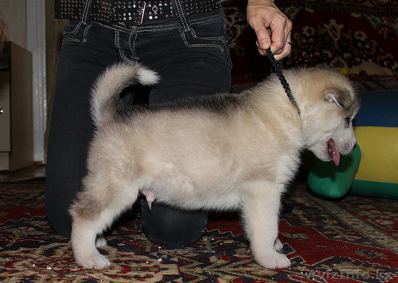 Чудесные щенки маламута - Изображение #7, Объявление #780873