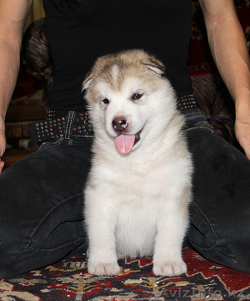 Чудесные щенки маламута - Изображение #8, Объявление #780873