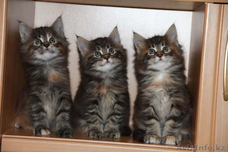 Предлагаем к продаже котят породы мейн кун - Изображение #2, Объявление #835238