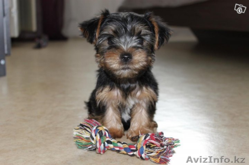 Йорики щенки мальчики и девочки - Изображение #1, Объявление #1163401