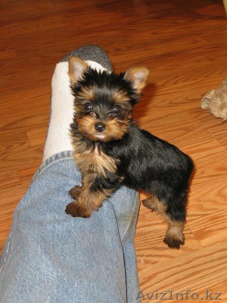 Йорики щенки мальчики и девочки - Изображение #2, Объявление #1163401